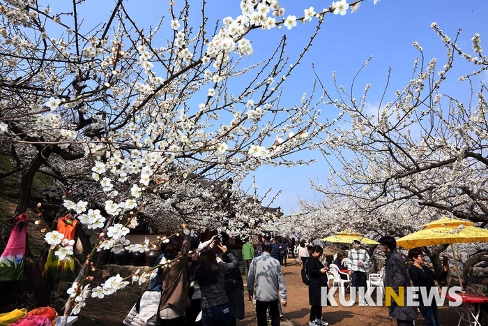 “오늘부터 광양매화축제 시작…광양은 온통 꽃 대궐”