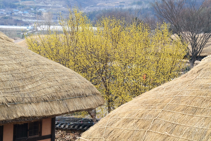 “산수유 만개한 낙안읍성”