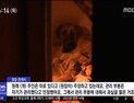 [쿠키영상] ‘투견’ 도사견에 물린 60대 女, 과다출혈로 사망! 요양원장 “관리만 했을 뿐, 주인 따로 있어”…“애완견도 아니고 왜 키우냐?”
