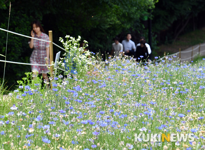 수레국화 사이에서 여유로운 일상