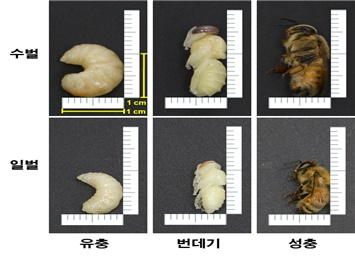 새로운 식품원료에 '수벌 번데기' 추가…고단백 미래식량 활용 기대