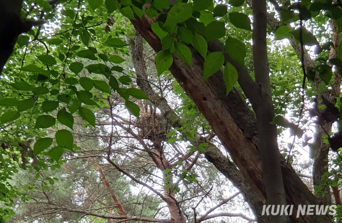 [현장+] 동구릉에는 보라매가 산다