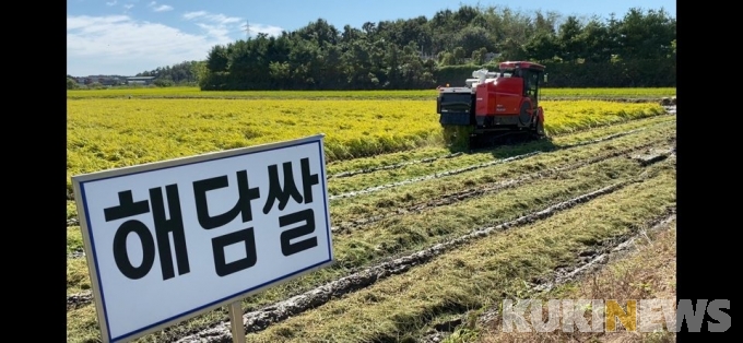 당진시농기센터,  우량종자생산 '채종포' 조생종 벼 수확 돌입