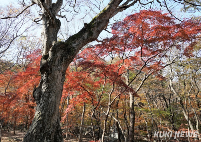 [고창에서 석 달 살기] 고창의 숨은 명소 문수사 단풍숲에서 듣는 구한말 의병장 박포대 이야기