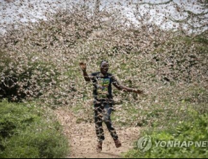 동아프리카, 메뚜기떼 출현…“식량난 우려 커져”