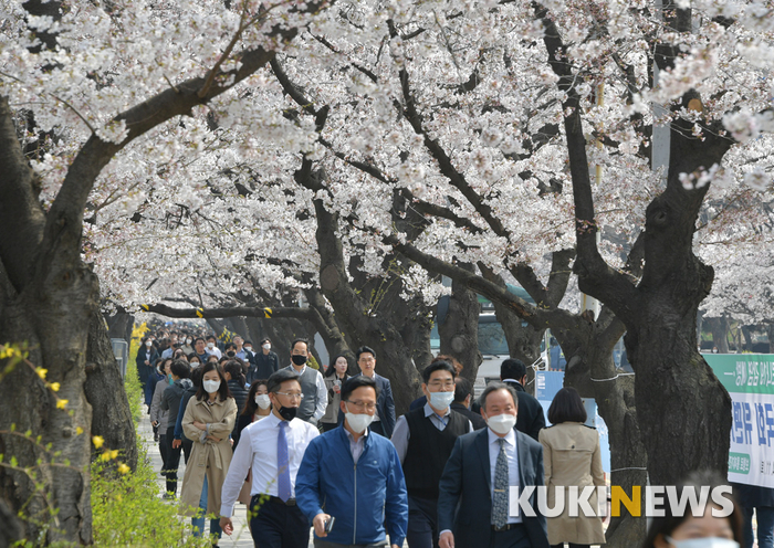 마스크 쓰고 벚꽃 즐기는 직장인들