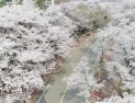 인천시, 인천대공원·월미공원 벚꽃풍경 드론 영상 제공