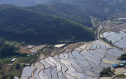 다랑이논의 아침  “무논의 변신은 무죄”