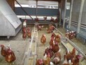김포·진주서 50번째 고병원성 AI 확진