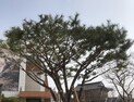 노병선씨, 완주군 삼례읍에 소나무 기증