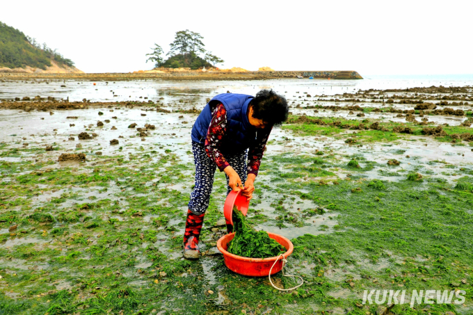 장흥 소등섬 앞 ‘제철 맞은 파래’