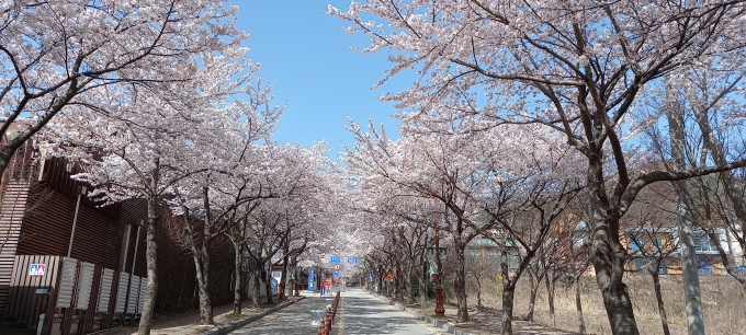 완주 모악산 벚꽃 만발 ‘눈꽃처럼 펄펄’