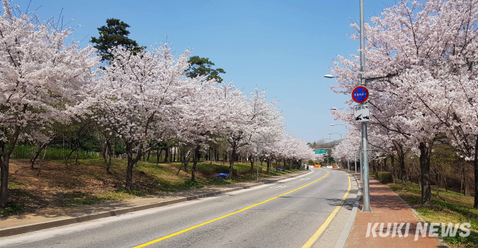 집 앞에서 감상해요!  “송파둘레길 벚꽃 8경”