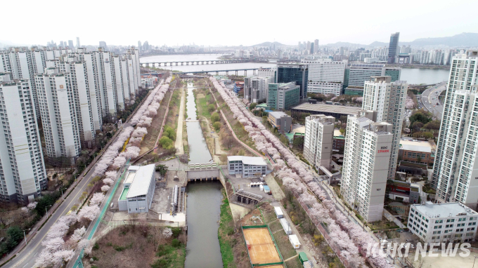 집 앞에서 감상해요!  “송파둘레길 벚꽃 8경”