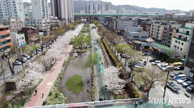 집 앞에서 감상해요!  “송파둘레길 벚꽃 8경”