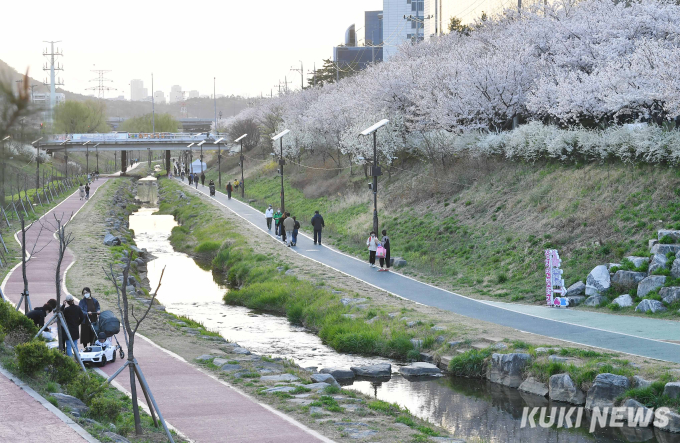 집 앞에서 감상해요!  “송파둘레길 벚꽃 8경”