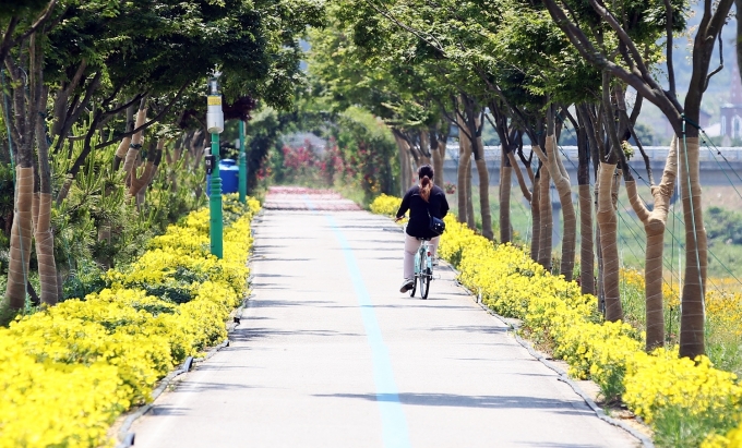 정읍천 자전거도로, 초여름 달맞이꽃 ‘활짝’