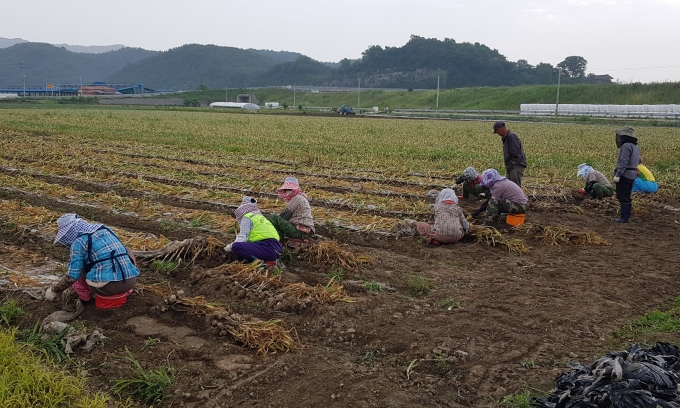 코로나19 장기화로 외국인 근로자 유출 '농촌인력 부족'
