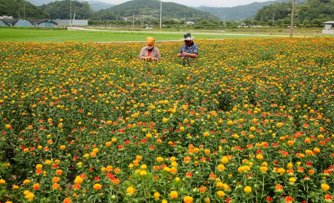 [포토뉴스] 골다공증 예방에 좋은 산청 홍화꽃 수확 한창