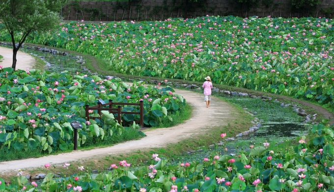 [여기 어때] 신선놀음하듯 즐길 수 있는 곳 ‘함안연꽃테마파크’