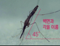 올해 첫 말라리아 감염모기 출현…말라리아 발생지역 모기물림 주의