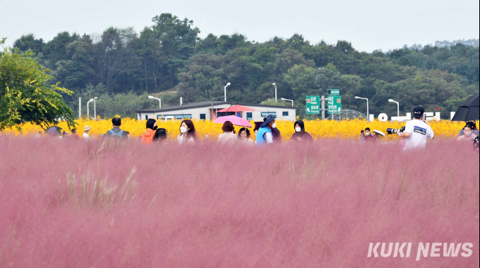 가을꽃 절정이룬 ‘양주 나리농원’