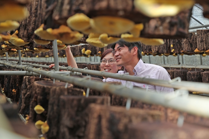 [포토뉴스] 산청서 만나는 황금빛 지리산 상황버섯