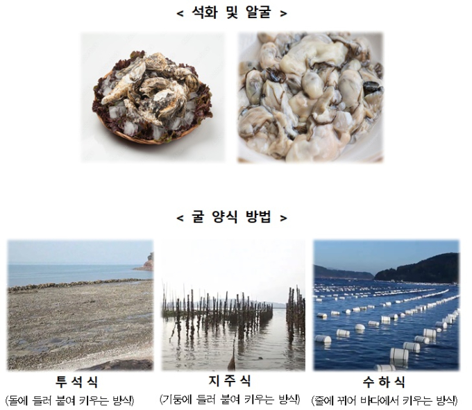 바다의 우유 '굴'…노로바이러스 식중독 피하려면?