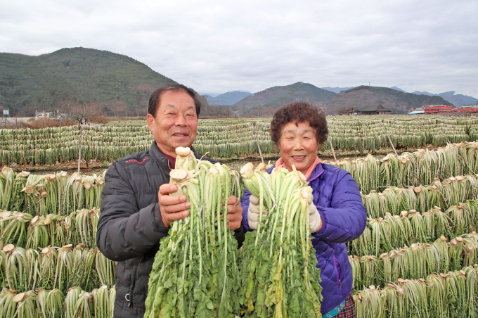 산청 묵하마을 시래기 말리기 한창 [포토뉴스]