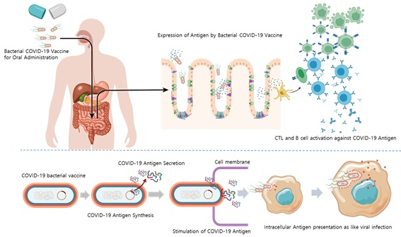 장내미생물 이용한 '코로나19 경구형 백신기술' 개발