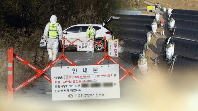 전북 부안 육용오리 농장서 고병원성 조류인플루엔자 확진