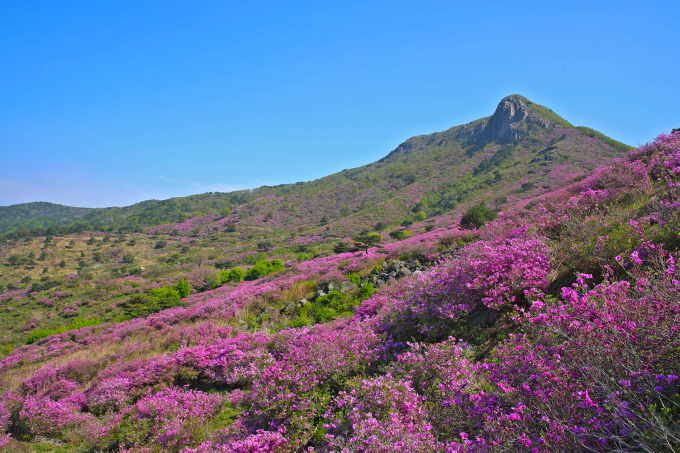 산청 황매산 진분홍 철쭉 일제히 개화 [포토뉴스]