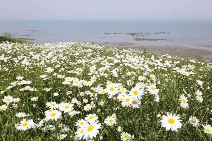 변산마실길, 봄을 닮은 꽃 샤스타데이지 ‘활짝’