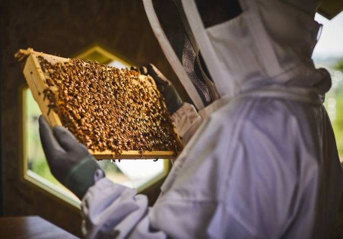 한화그룹, 태양광 벌집으로 꿀벌 지킨다
