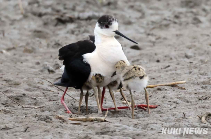 ‘금슬 끝판왕’ 장다리물떼새의 사랑이야기   