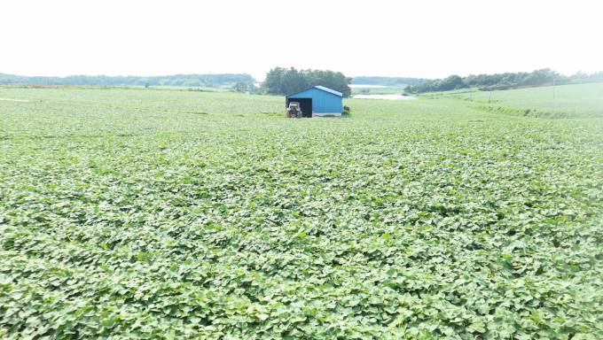 상상을 초월한 50만평 고구마 농사...다이어트 효과가 낳은 '저 푸른 고구마 밭'