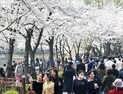 ‘봄봄봄’, 송파구 호수벚꽃축제 개최