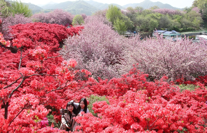 전주 완산공원 꽃동산, 불꽃놀이보다 화사한 봄꽃놀이  