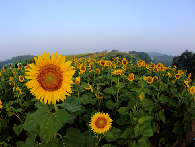 20만 송이의 해바라기 ‘활짝’