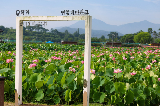 아름다운 연꽃으로 물든 함안 연꽃테마파크 [포토뉴스]