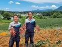 여주시, 고구마 조기수확으로 농가소득 증대 기대