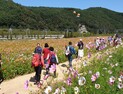 하동 북천 코스모스·메밀꽃 축제 폐막...지역경제 활성화 기여