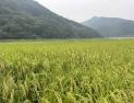 의령군 ‘2024 가루쌀 생산단지 공모사업’ 선정 [의령소식]