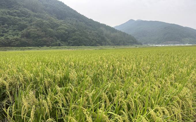 의령군 ‘2024 가루쌀 생산단지 공모사업’ 선정 [의령소식]