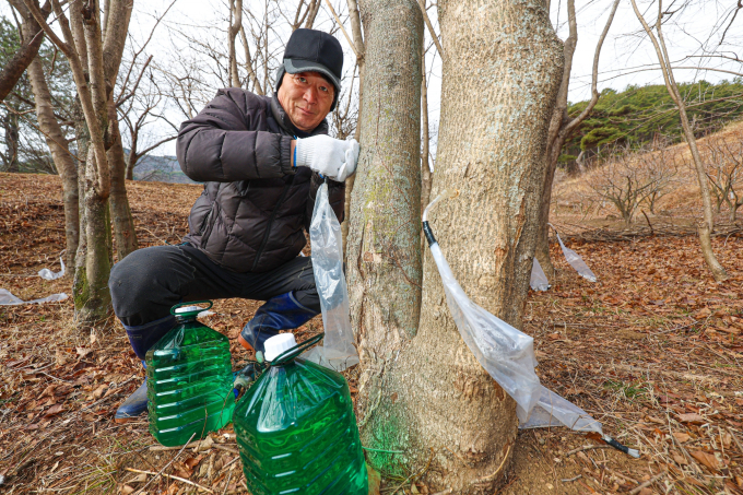 지리산 '산청 고로쇠' 맛보러 오세요 [포토뉴스]