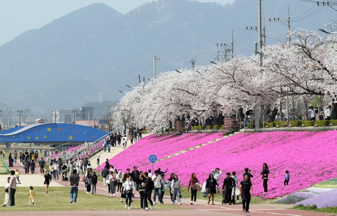 정읍시, 오는 28일부터 벚꽃축제 개막 ‘봄날의 향연’