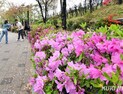  봄 축제에 965만명 모인다…서울시, 드론·AI로 안전관리