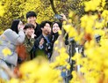  촉촉이 내리는 봄비에 ‘노란 개나리’ 선명…