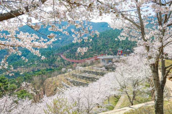 산청 동의보감촌의 봄 향취