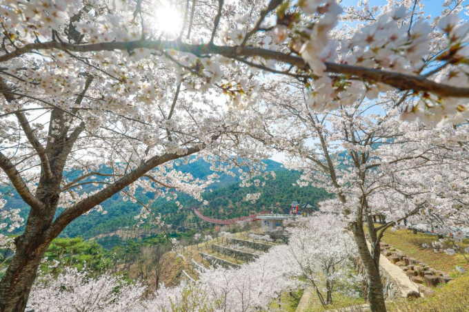 산청 동의보감촌의 봄 향취